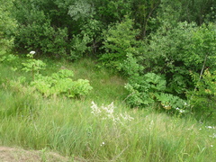 Heracleum sosnowskyi