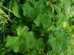 Alchemilla crinita