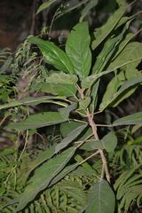Ficus fistulosa