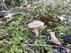 Russula versicolor