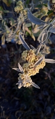 Buddleja sessiliflora