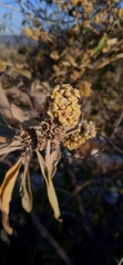 Buddleja sessiliflora