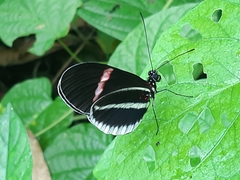 Heliconius erato cyrbia