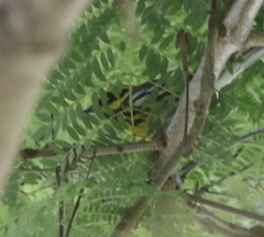 Setophaga townsendi