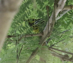 Setophaga townsendi