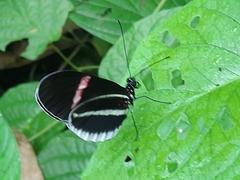 Heliconius erato cyrbia