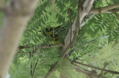 Setophaga townsendi