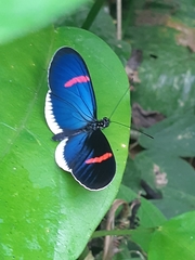 Heliconius erato cyrbia