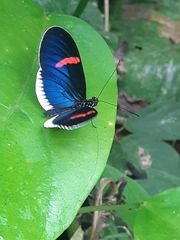 Heliconius erato cyrbia