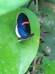 Heliconius erato cyrbia