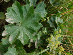 Alchemilla lineata