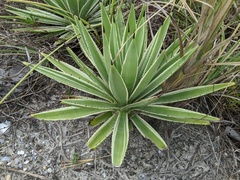 Image of Agave angustifolia