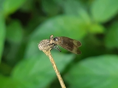 Holcocephala analis