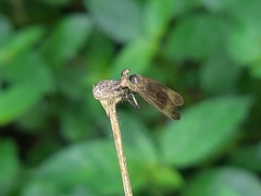 Holcocephala analis