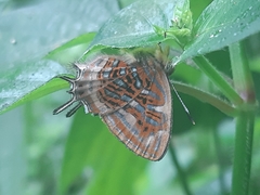 Sarota neglecta