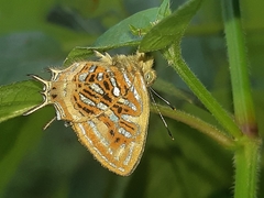 Sarota neglecta