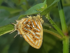 Sarota neglecta
