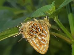 Sarota neglecta