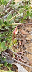 Krameria cistoidea