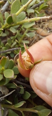 Krameria cistoidea
