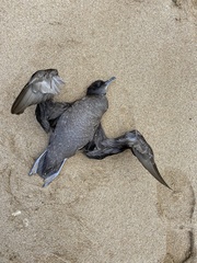 Ardenna tenuirostris