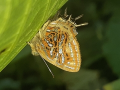 Sarota neglecta
