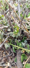 Krameria cistoidea