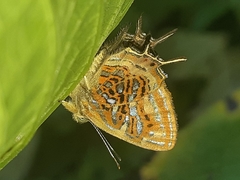 Sarota neglecta