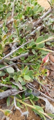Krameria cistoidea