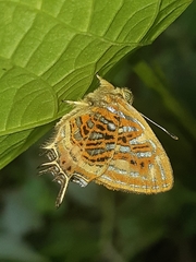 Sarota neglecta