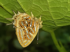 Sarota neglecta
