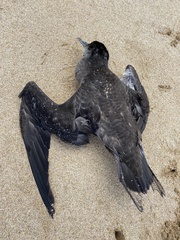 Ardenna tenuirostris