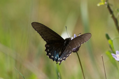 Battus philenor hirsuta