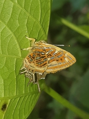 Sarota neglecta