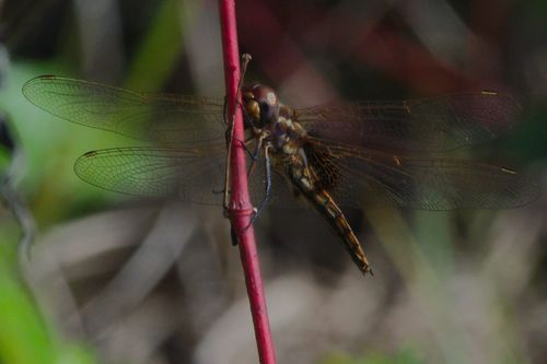 Hyacinth Glider photo 6