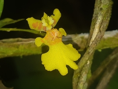 Erycina pusilla