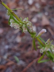 Dicerandra × thinicola