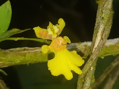 Erycina pusilla
