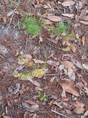 Dicerandra × thinicola