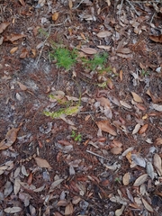 Dicerandra × thinicola