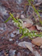 Dicerandra × thinicola