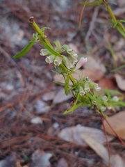 Dicerandra × thinicola