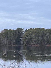 Anser anser × Branta canadensis