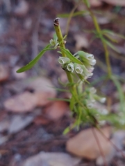 Dicerandra × thinicola