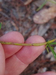 Dicerandra × thinicola