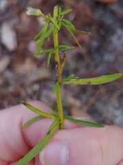 Dicerandra × thinicola