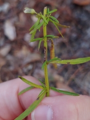 Dicerandra × thinicola