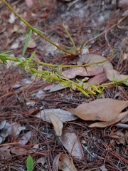 Dicerandra × thinicola