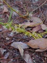 Dicerandra × thinicola