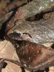 Pristimantis achatinus